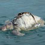 Reasons for death of Olive Ridley turtles